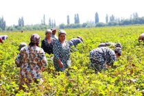 Дар ноҳияи Ашт беш аз 14 ҳазор тонна пахта ҷамъоварӣ карда мешавад