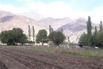Деҳқонони ноҳияи Сангвор беш аз 11 ҳазор тонна картошка ҷамъоварӣ намуданд