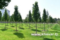 Дар ҳудуди шаҳри Душанбе зиёда аз 214 ҳазор бех дарахтони ороишию сояафкан шинонида мешаванд