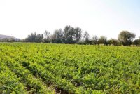 ИСТИФОДАИ САМАРАНОКИ ЗАМИН. Кишоварзони шаҳри Панҷакент дар беш аз 2600 гектар кишти такрорӣ гузарониданд