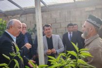 Дар ноҳияи Ёвон парвариши лимӯ ва апелсин бо риояи талаботи зарурии агротехникӣ ба роҳ монда шудааст