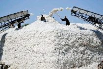 Барои коркарди ҳиссаи бештари нахи пахта дар Тоҷикистон ва истеҳсоли маҳсулоти ниҳоӣ чӣ бояд кард? Шарҳи коршиносон