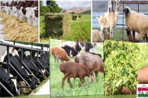 ЧОРВОДОРӢ ДАР ТОҶИКИСТОН.  Таъмини аҳолӣ бо маҳсулоти гӯштию ширӣ ба рушди ин соҳа вобаста аст