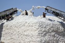 Пахтакорони ноҳияи Мастчоҳ нақшаи истеҳсоли пахтаро иҷро намуданд