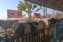 Дар шаҳри Ваҳдат «Фестивали намоиш ва фурӯши чорвои зотӣ» баргузор гардид