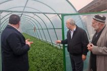 ИСТИФОДАИ САМАРАНОКИ ЗАМИН. Сокинони ноҳияи Ёвон заминҳои наздиҳавлигиро оқилона  истифода мебаранд