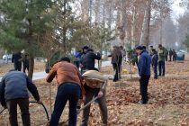 Дар ноҳияи Мастчоҳ зиёда аз 20 ҳазор бех ниҳол шинонида шуд