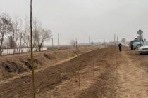 ДАРАХТ БИНШОН! Дар ноҳияи Ҷалолиддини Балхӣ беш аз 30 ҳазор бех ниҳоли сояафкану ҳамешасабз шинонида мешавад