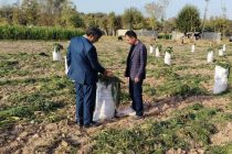 ИСТИФОДАИ САМАРАНОКИ ЗАМИН. Дар ноҳияи Ҷайҳун ҷамъоварии   ҳосили сабзӣ  аз кишти такрорӣ идома дорад