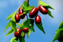 ҒИЗОИ СОЛИМ. Челонро барои мубориза бо шамолхӯрӣ ва баланд бардоштани масуният тавсия медиҳанд