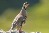 Кабк  «Парандаи сол-2026» интихоб гардид