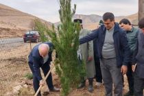 Дар шоҳроҳи Ёвон-Душанбе маъракаи ниҳолшинонӣ оғоз ёфт