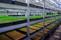 Сокини деҳаи Деваштичи шаҳри Панҷакент бо истифода аз панелҳои офтобӣ чорворо бо хӯроки сабз таъмин менамояд