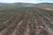 Дар хоҷагии ҷангали ноҳияи Ховалинг тақрибан 10 ҳазор бех ниҳоли санавбар шинонида шуд