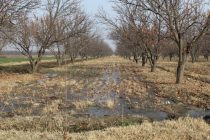 ЯХОБМОНӢ-ЗАХИРАИ НАМӢ БАРОИ СОЛИ ОЯНДА. Ин тадбири муҳим дар Тоҷикистон аз охири моҳи ноябр то моҳи феврал гузаронида мешавад