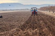 Дар ноҳияи Ёвон кишти картошка вусъат меёбад