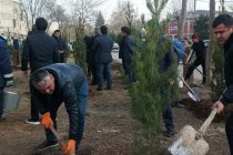 ДАРАХТ БИНШОН. Дар кӯчаи Деҳотии шаҳри Душанбе беш аз 500 бех ниҳоли ороишии санавбар шинонида шуд