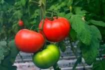 Дар шаҳру ноҳияҳои вилояти Суғд майдони гармхонаҳои инноватсионӣ зиёд мегардад