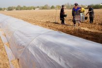 Дар шаҳру ноҳияҳои вилояти Хатлон кишти пиёзу картошка идома дорад