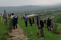 ДАРАХТ БИНШОН! Дар шаҳри Душанбе зиёда аз 214 ҳазор бех дарахтони ороишию сояафкан шинонида мешаванд
