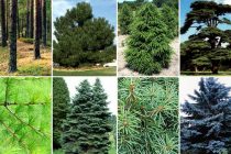 ДАРАХТ БИНШОН! Дарахтони сӯзанбарг аҳамияти иқтисодӣ ва шифобахшӣ доранд