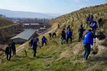 ДАРАХТ БИНШОН! Фонди хайриявии «Музаффар» беш аз 21 ҳазор бех ниҳоли дарахтони ҳамешасабзу ороишӣ мешинонад