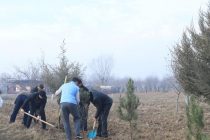 БАРНОМАИ ДАВЛАТИИ КАБУДИЗОРКУНӢ. Соли 2026 дар Хатлон 600 ҳазор бех ниҳол  шинонида мешавад