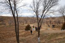 Дар ноҳияи Шаҳристон майдони  дарахти себ зиёд карда  мешавад