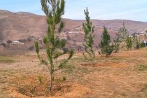 ДАРАХТ БИНШОН! Дар шафати роҳи мошингарди Шоҳамбарии шаҳри Ҳисор беш аз 3000 бех дарахти арча шинонида мешавад