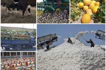 Ҳаҷми истеҳсоли маҳсулоти кишоварзии ноҳияи Мастчоҳ соли 2025 ба беш аз 1,6 миллиард сомонӣ расид