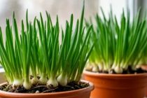 ҒИЗОИ СОЛИМ. Чӣ гуна дар шароити хона метавон оиларо бо пиёзи тару тоза таъмин намуд