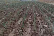 ДАРАХТ БИНШОН! Дар хоҷагии ҷангали ноҳияи Данғара зиёда аз 10 ҳазор бех ниҳоли ҳамешасабз ва сояафкан шинонида шуд