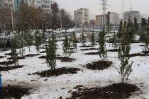 ДАРАХТ БИНШОН! Дар ноҳияи Синои пойтахт беш аз 500 бех ниҳоли санавбар шинонида шуд