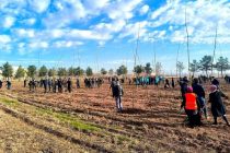 ДАРАХТИ  ПАВЛОВНИЯ  ЧӢ АФЗАЛИЯТ ДОРАД? Дар маркази шаҳри Ҳисор беш аз 1500 бех ниҳол  шинонида шуд