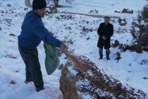 ҲАДАФ-ҲИФЗИ ПАРАНДАГОН ВА ҲАЙВОНОТ. Дар Тоҷикистон корҳои биотехникӣ гузаронида мешаванд