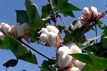 Лоиҳаи «Барномаи давлатии рушди инноватсионии соҳаи пахтакорӣ барои солҳои 2026-2030»  таҳия  мегардад