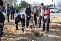 ДАРАХТ БИНШОН! Дар ноҳияи Мастчоҳ 70 ҳазор бех ниҳол шинонида мешавад