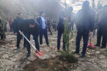 «САРСАБЗИИ ВАТАН МАРОМИ МОСТ». Дар ноҳияи Варзоб ҳашари ниҳолшинонӣ доир гардид