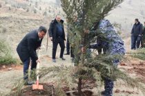 ДАРАХТ БИНШОН! Дар ҳудуди шоҳроҳи Душанбе-Норак-Кӯлоб 200 бех ниҳоли ороишию сояафкан шинонида шуд