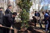 Дар назди бинои Академияи миллии илмҳои Тоҷикистон дарахтони навъи магнолия шинонида шуданд