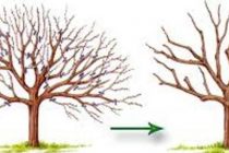 МАСЛИҲАТИ МУТАХАССИС. Башаклдарории дарахтони донакдор моҳи феврал гузаронида мешавад