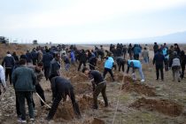 Дар канори шоҳроҳи Чанок-Душанбе беш аз 5 ҳазор бех ниҳол шинонида шуд