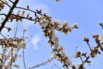 Дар Тоҷикистон ҳавои рӯзи аввали моҳи март  бебориш пешгӯӣ мешавад