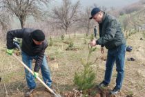 «ШАҲРИ САБЗ». Дар  ҳудуди  Боғи «Ғалаба»  ва ҷангалҳои пойтахт  3,6  ҳазор бех ниҳоли дарахти санавбар шинонида шуд
