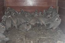 Зимни баргузории амалиёти назоратӣ дар Рашт 60 кабк ва як яроқи шикорӣ мусодира карда шуд