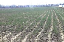 ИСТИФОДАИ САМАРАНОКИ ЗАМИН. Дар ноҳияи Кӯшониён бештар зироати барвақтӣ кишт гардидааст