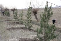 Дар шафати роҳи байналмилалии шаҳри Панҷакент беш аз 1500 бех ниҳол шинонида шуд