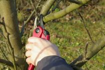 МАСЛИҲАТИ МУТАХАССИС. Навдаҳои зиёдатии дарахтонро бояд охири зимистон ва аввали баҳор бурид