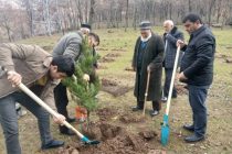 Соли 2026 дар шаҳри Ваҳдат беш аз  22 ҳазор бех ниҳоли дарахтони гуногун шинонида мешавад