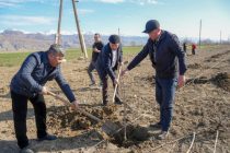 Соли 2026 дар шаҳри Панҷакент дар ҳазор гектар боғ бунёд карда мешавад